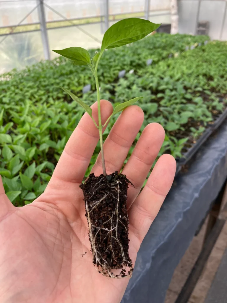 mande_plantines